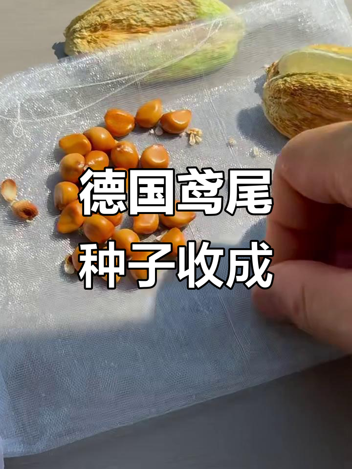 德国鸢尾杂交种子收获,数量不多但质量高