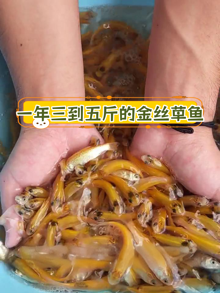 金丝草鱼:吃草长肉,养殖简单又美味