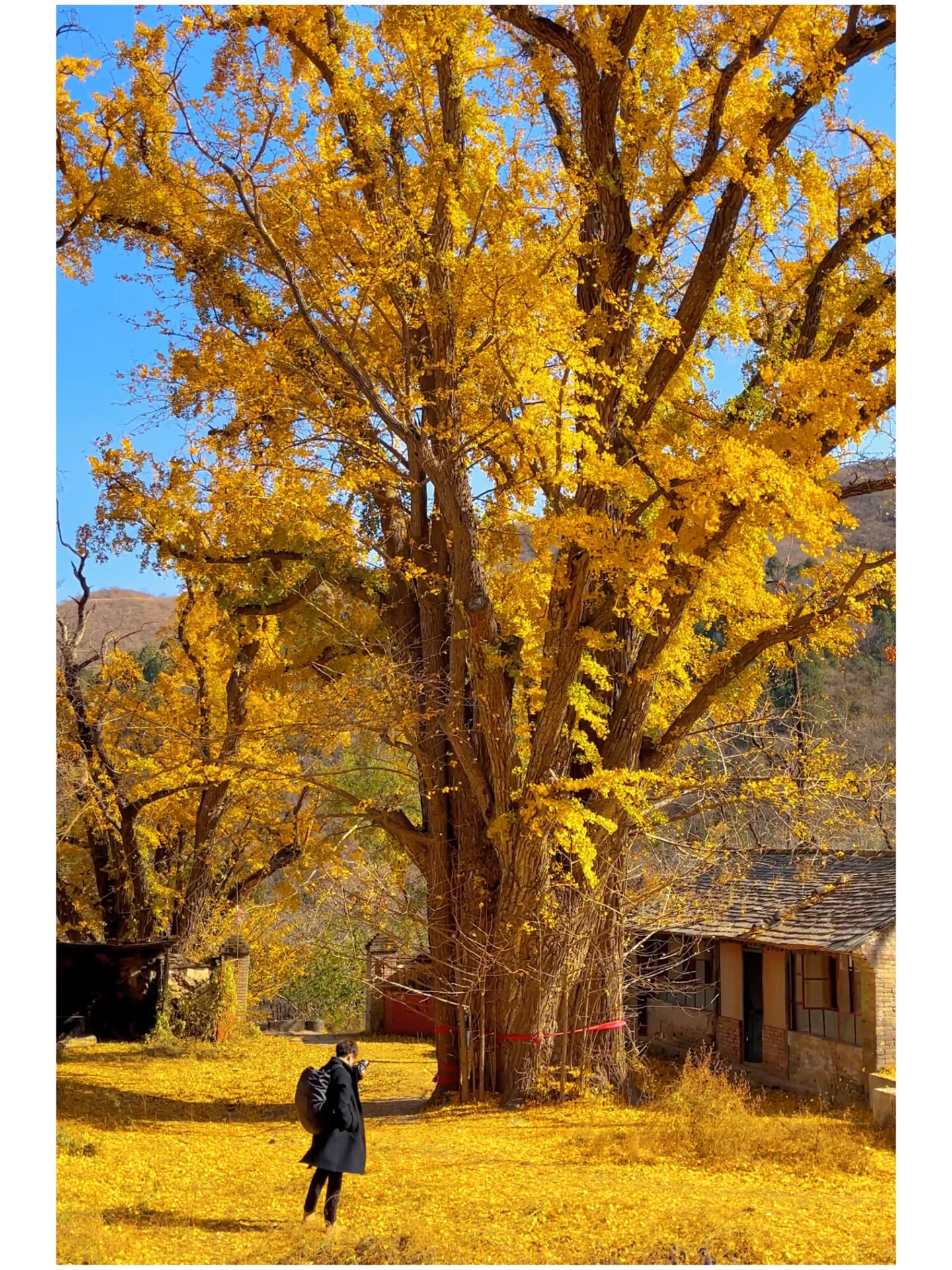 北京广化寺的千年银杏古树