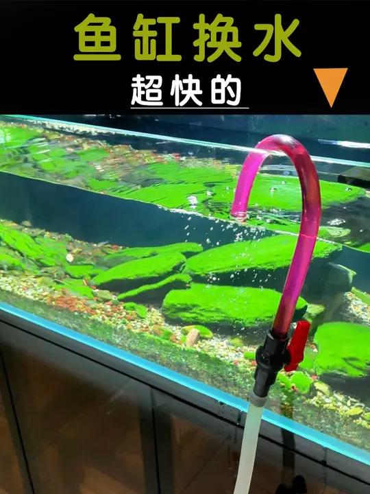 鱼缸换水 水族 鱼缸 养鱼日记