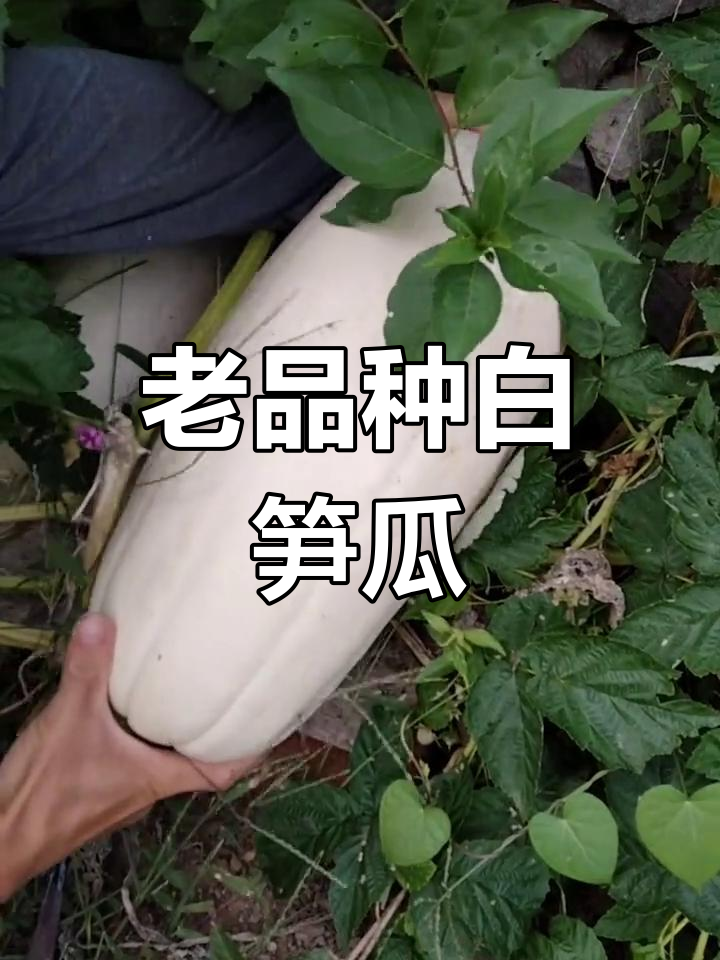 怀旧老品种白笋瓜,脆嫩如竹笋,夏季美味来袭