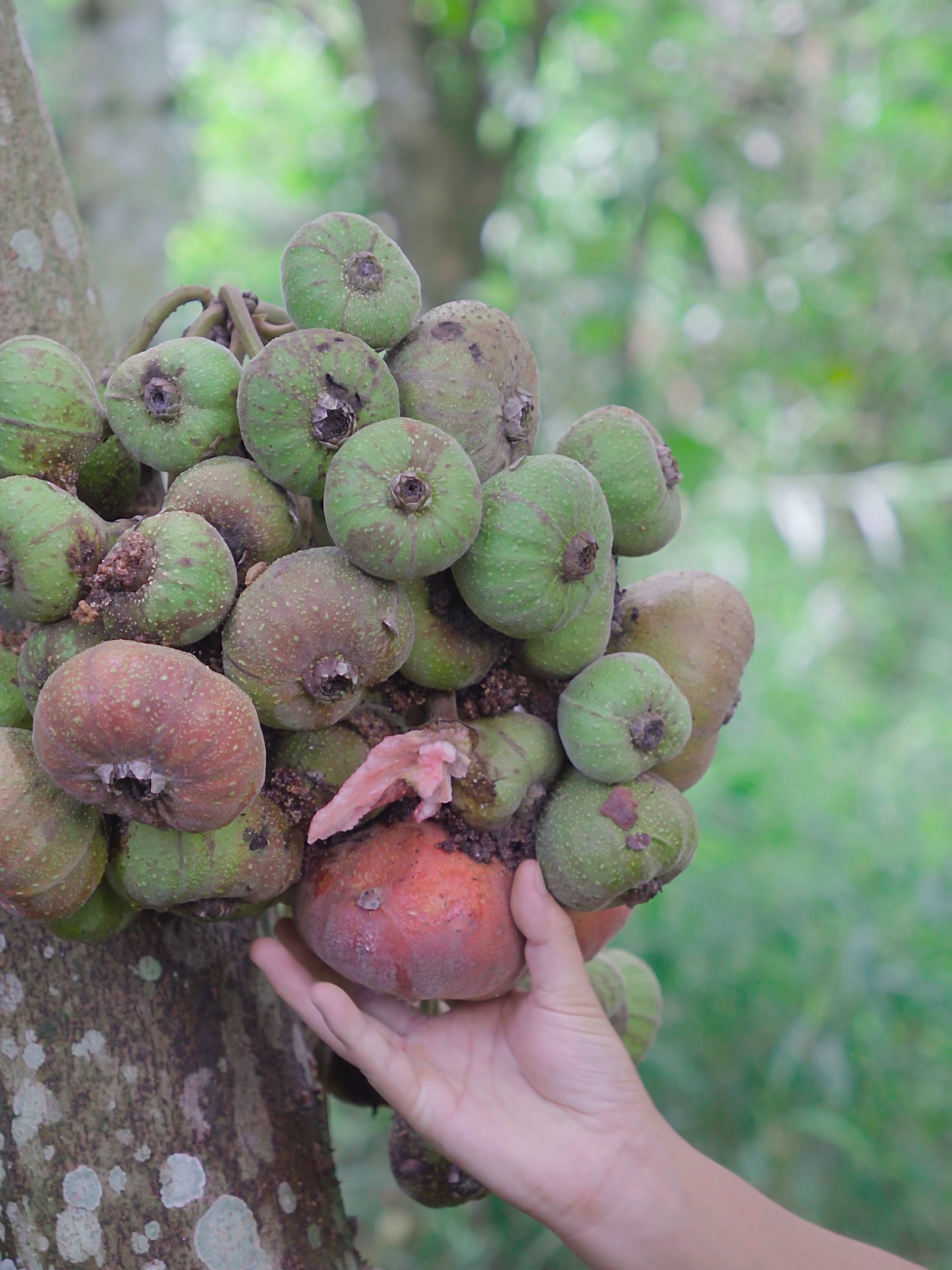 超大的野生无花果你们吃过吗