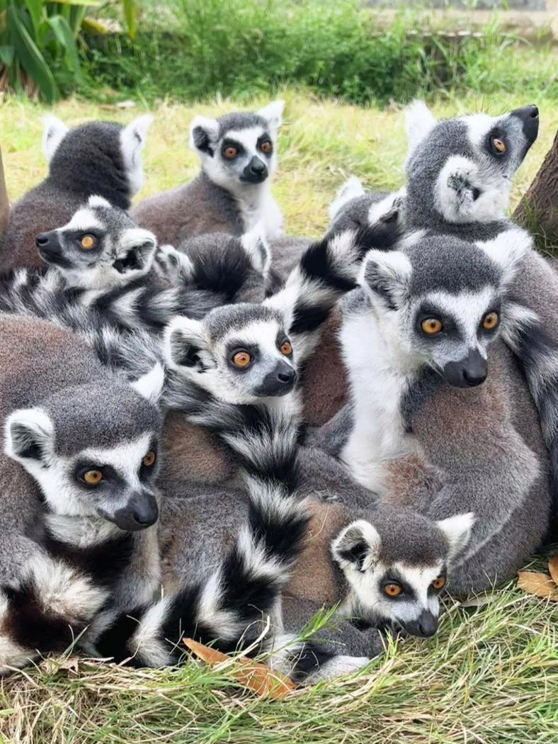 降温了,抱在一起才更暖和呀~ 动物园里有什么 动物萌时刻 武汉九峰