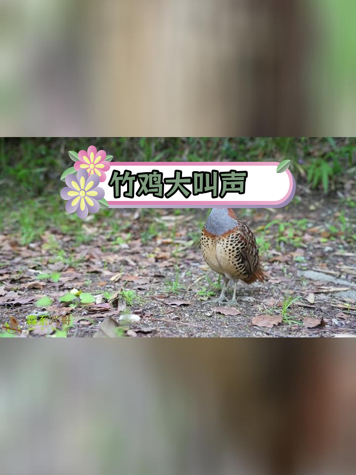 竹鸡聚宝盆叫声,大自然的声音