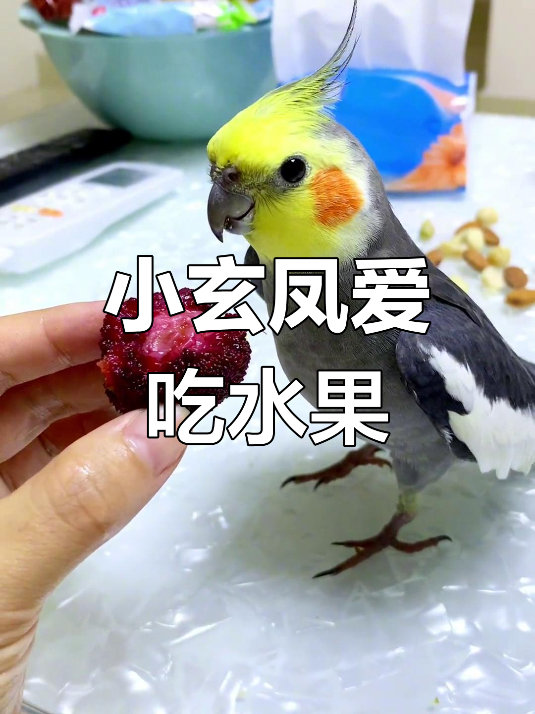 玄凤鹦鹉的水果大餐,吃得停不下来!