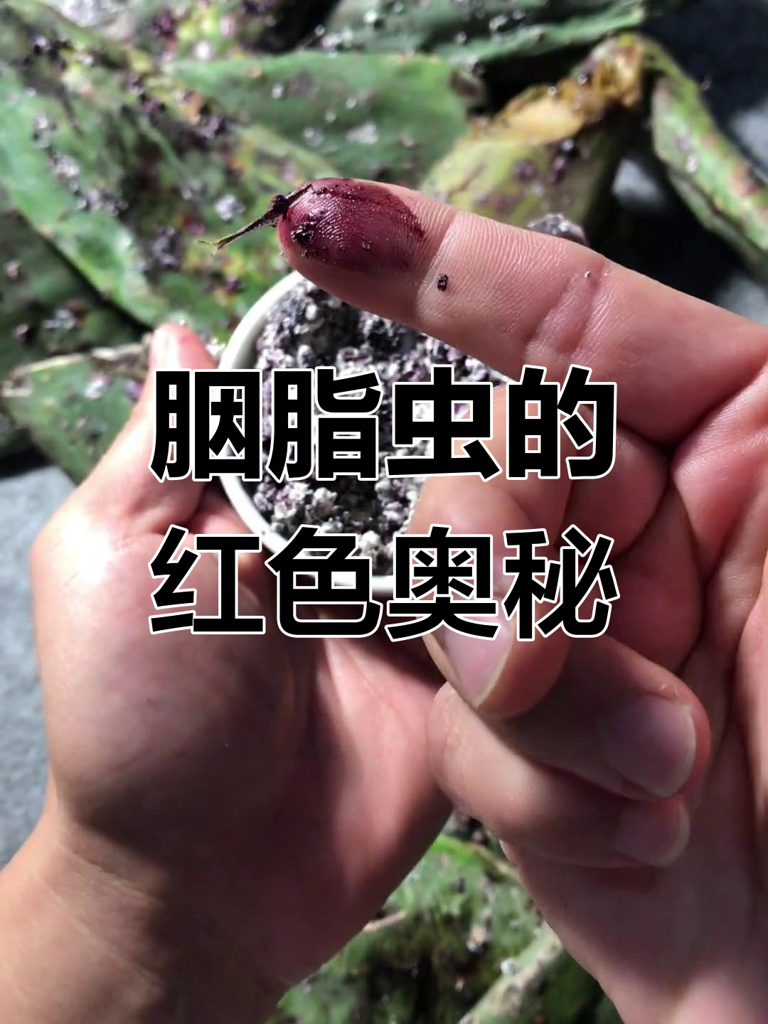 胭脂虫:从仙人掌到最红颜料的秘密