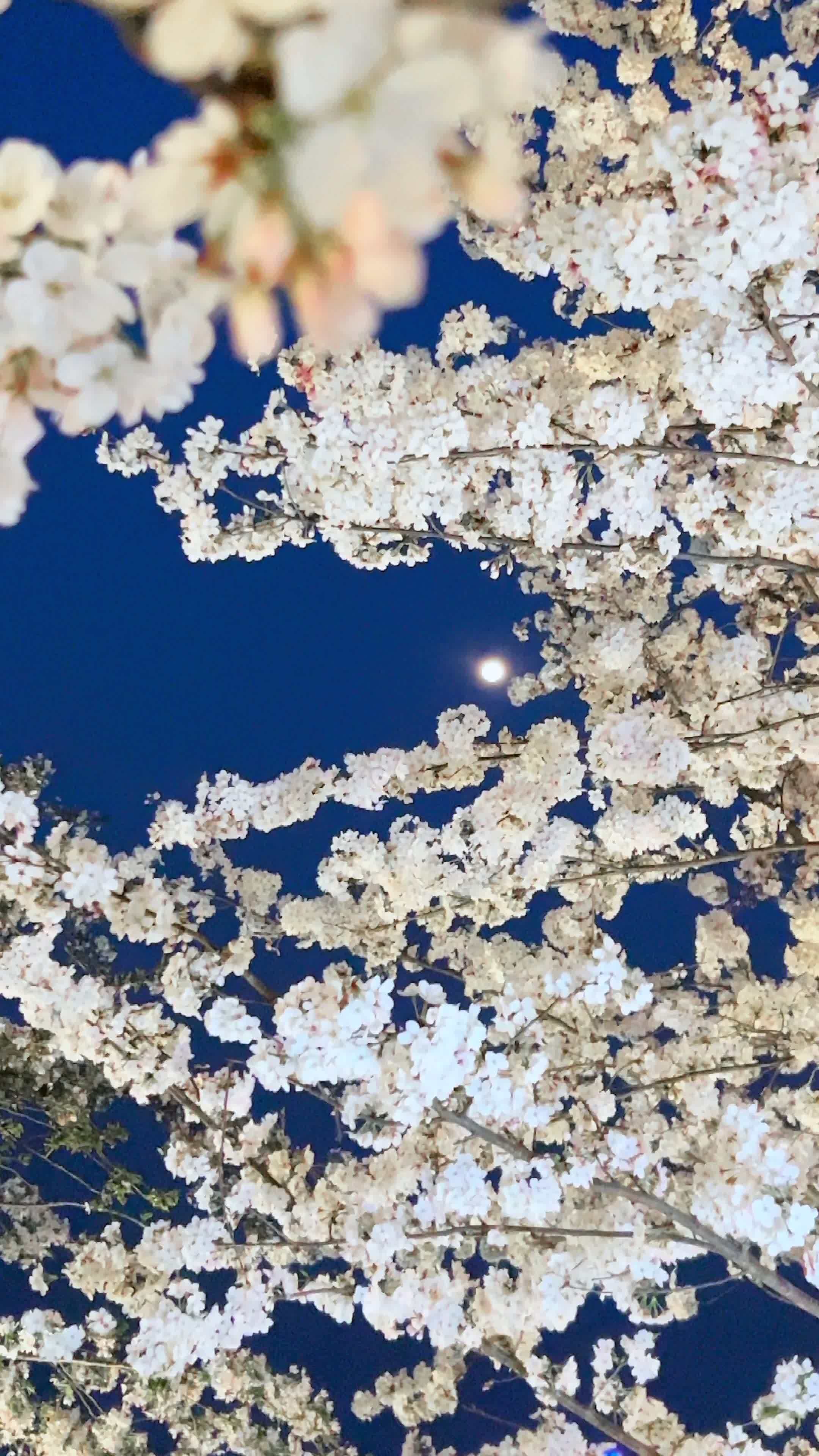 昨日雪如花,今日花如雪 漫花庄园 樱花 成都醉美樱花季