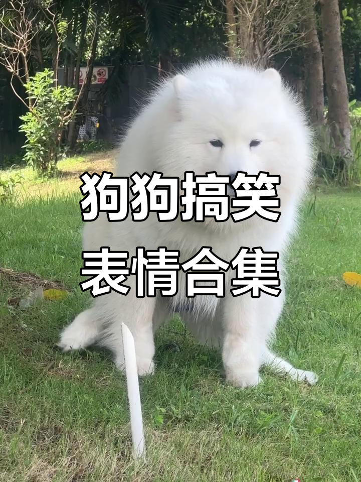 萨摩耶表情太搞笑了,最后竟然这么贱!