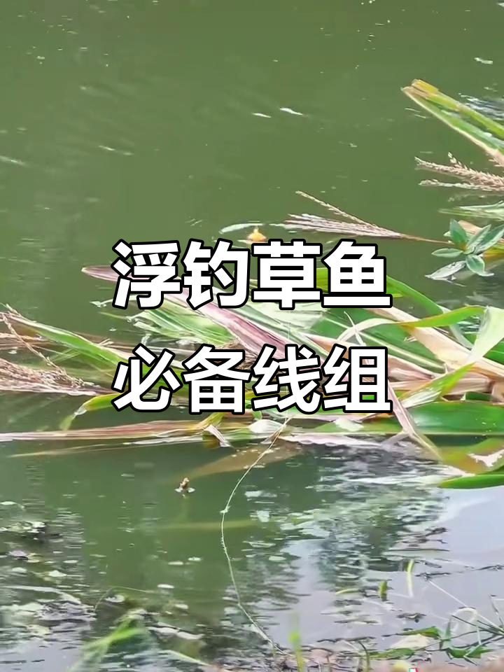 池塘钓草鱼技巧(池塘钓草鱼技巧视频)
