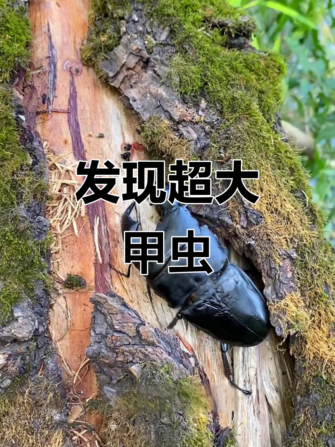 原始森林惊现巨型甲虫,目测三厘米长!