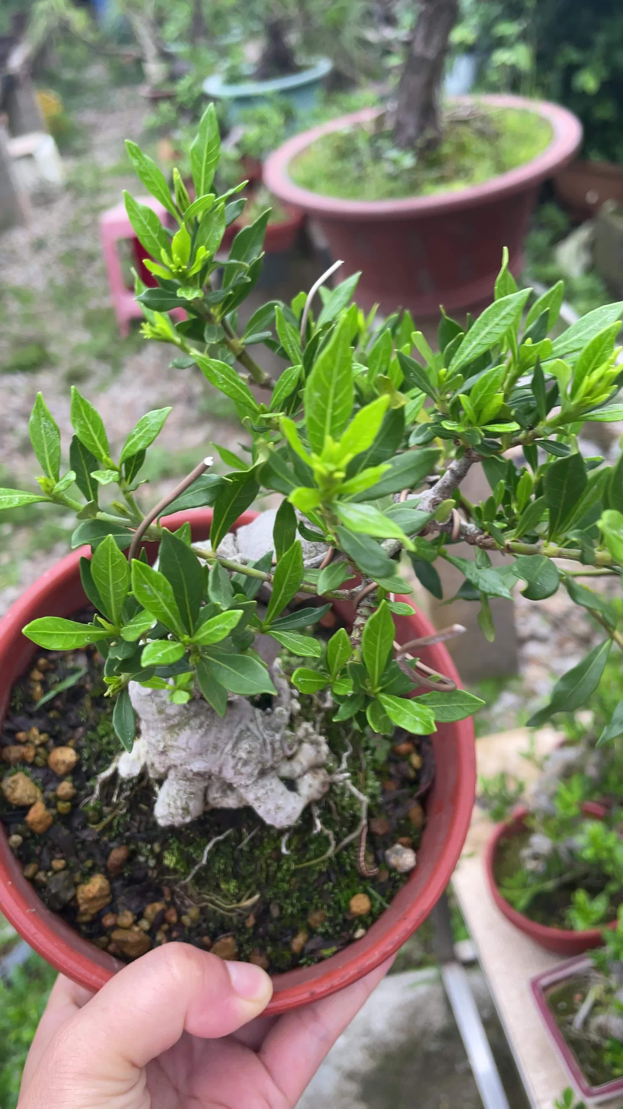 喜黛玉栀子花 枯木逢春 盆景 栀子花 喜黛玉栀子花 岭南盆景