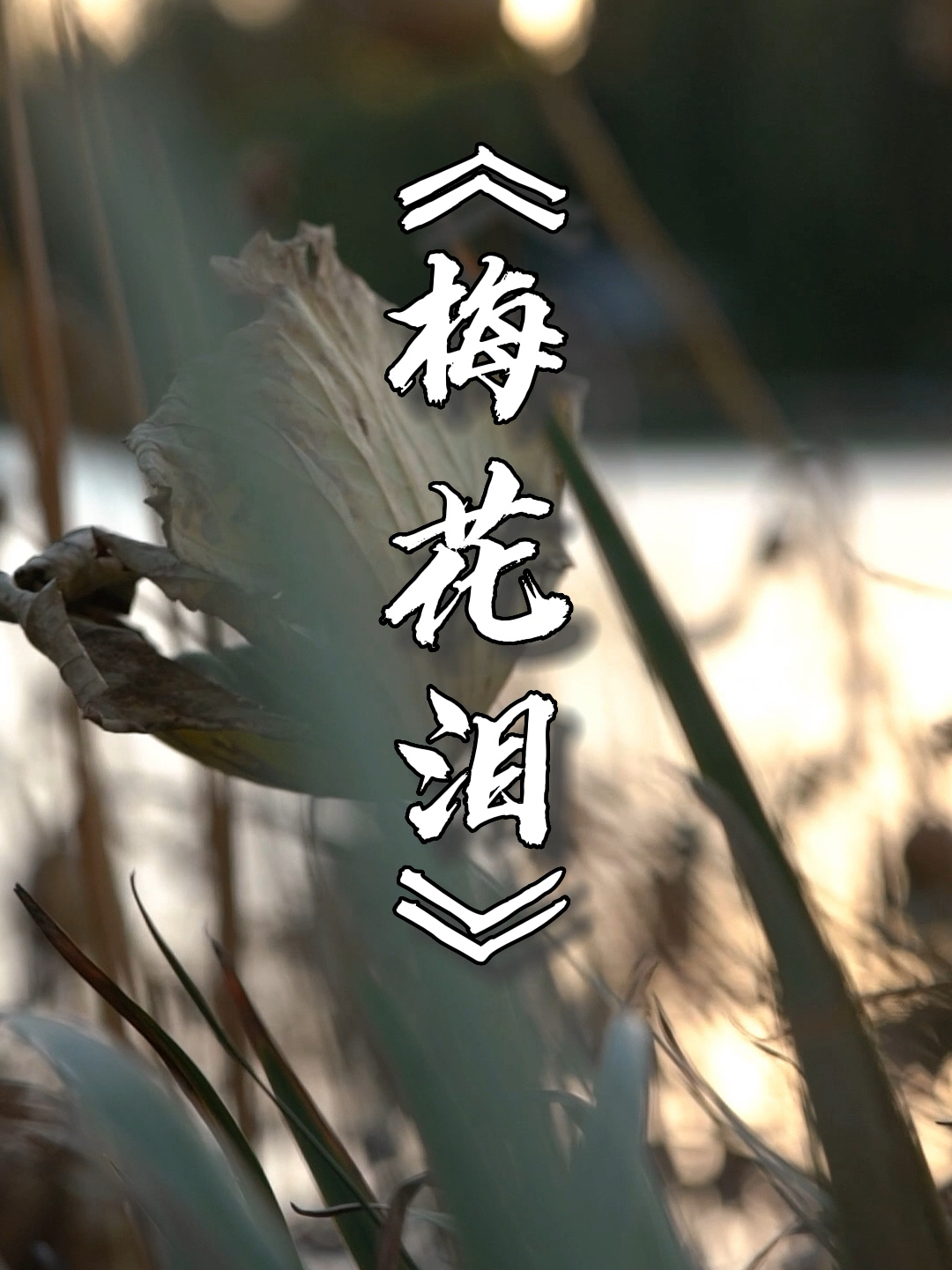 不是梅花没有泪只是还未寒透梅花蕊