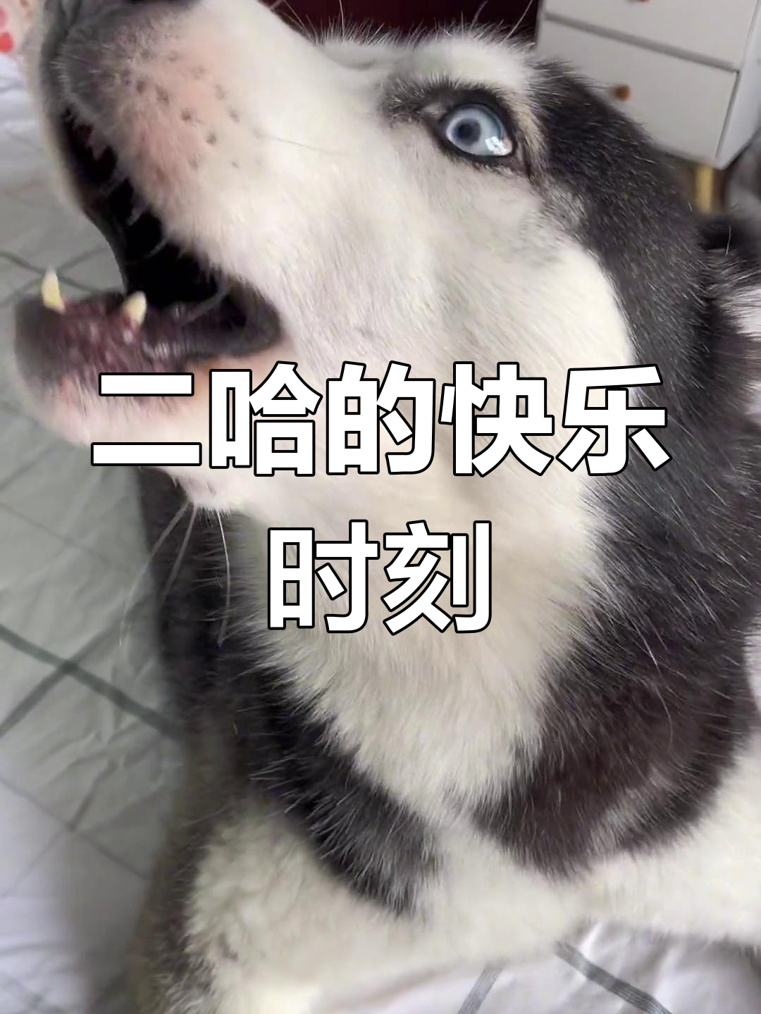 二哈生气了,飞起脚来超搞笑!