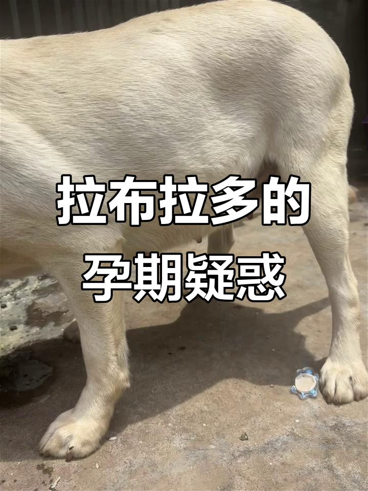 怀孕拉布拉多,肚子不明显,胎动难寻,像在玩盲盒