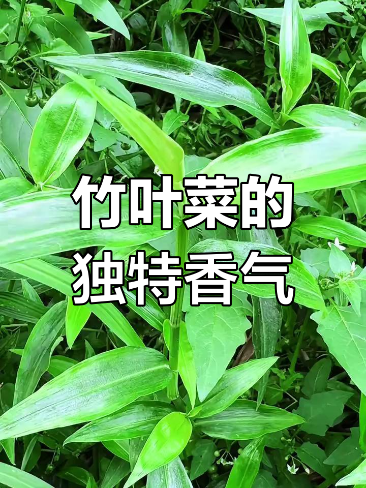 竹叶菜:清香脆嫩,像竹子一样的美味佳肴
