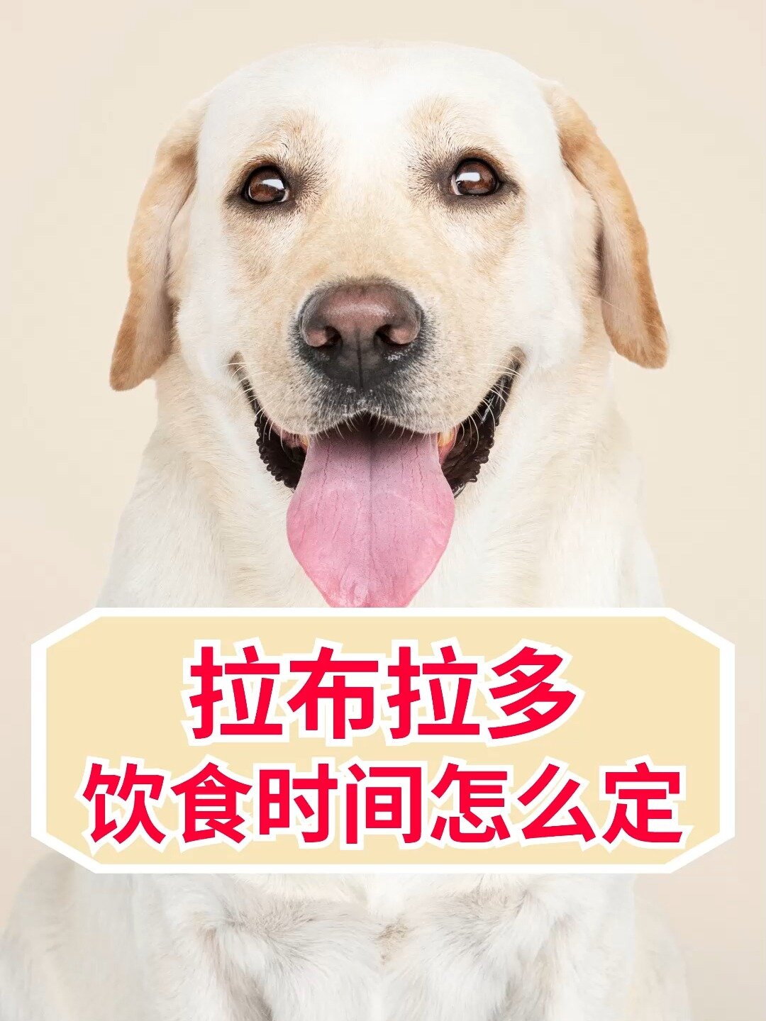 拉布拉多喂食时间安排表,梅西都知道!