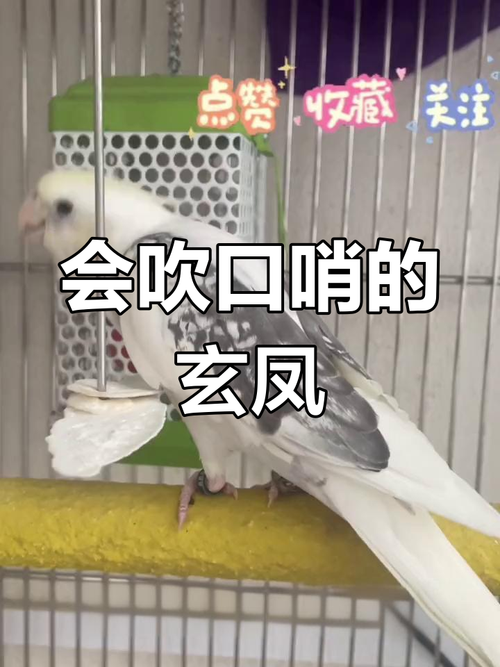 玄凤鹦鹉口哨声,萌态十足