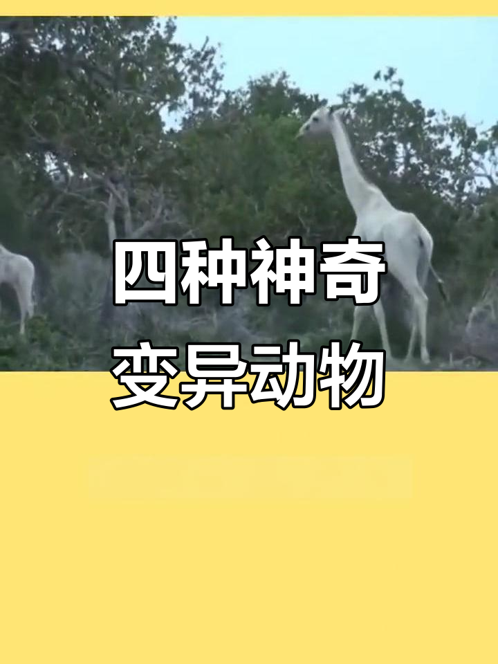 全球四大变异物种之一:阴阳眼猫与神兽白化长颈鹿