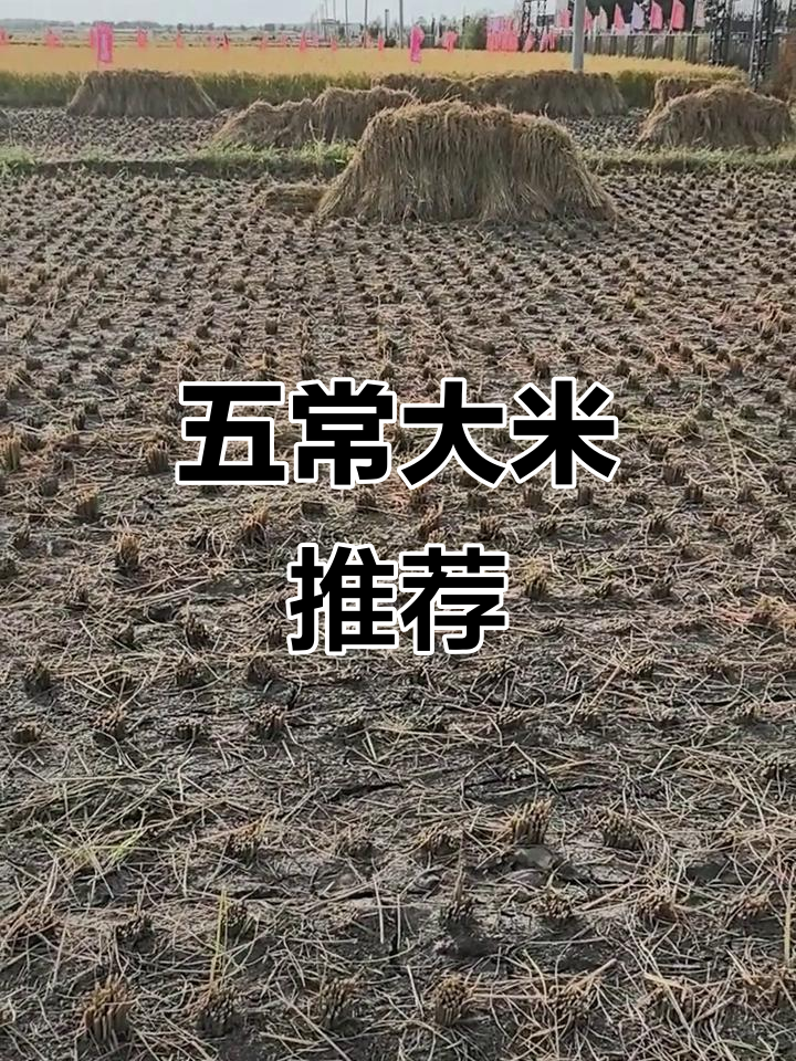 磨盘山五常米,香甜软糯,口感绝佳!