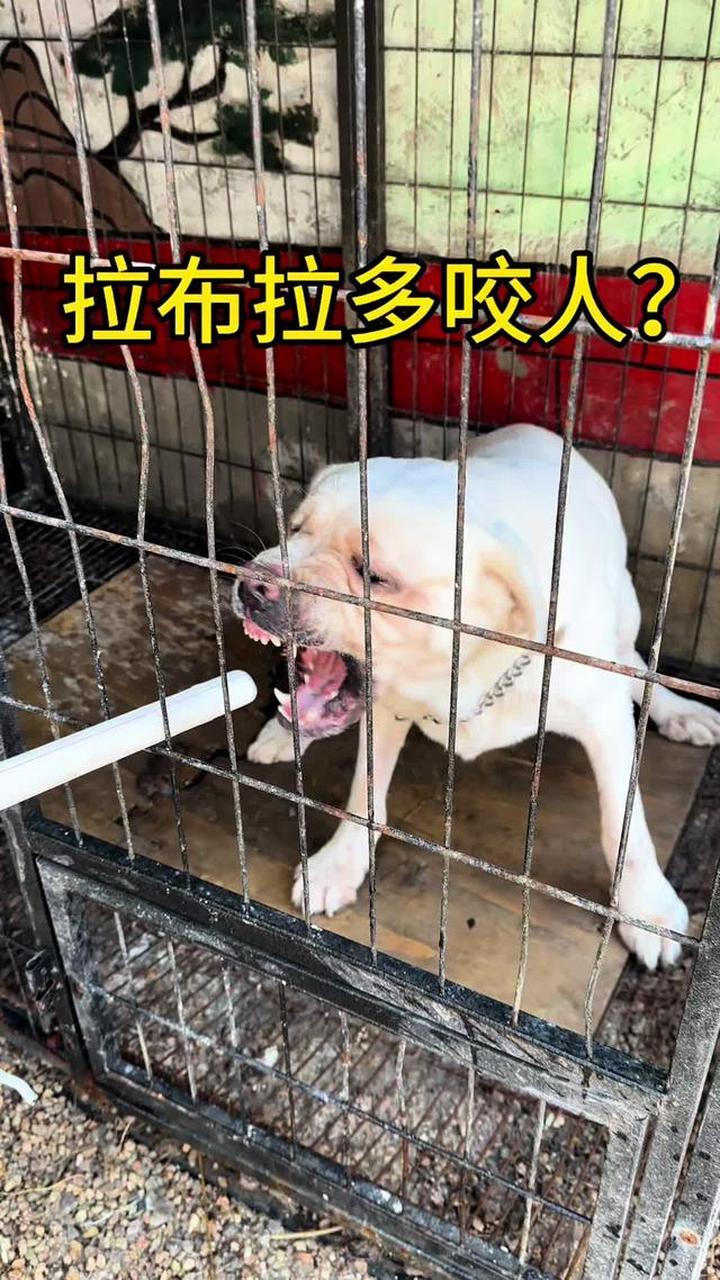 拉布拉多咬人了,咬人的狗该怎么训练?