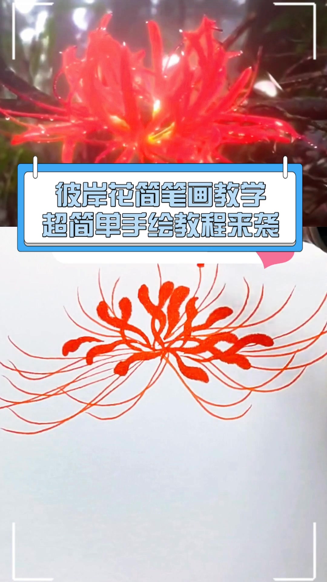 彼岸花简笔画教学,超简单手绘教程来袭