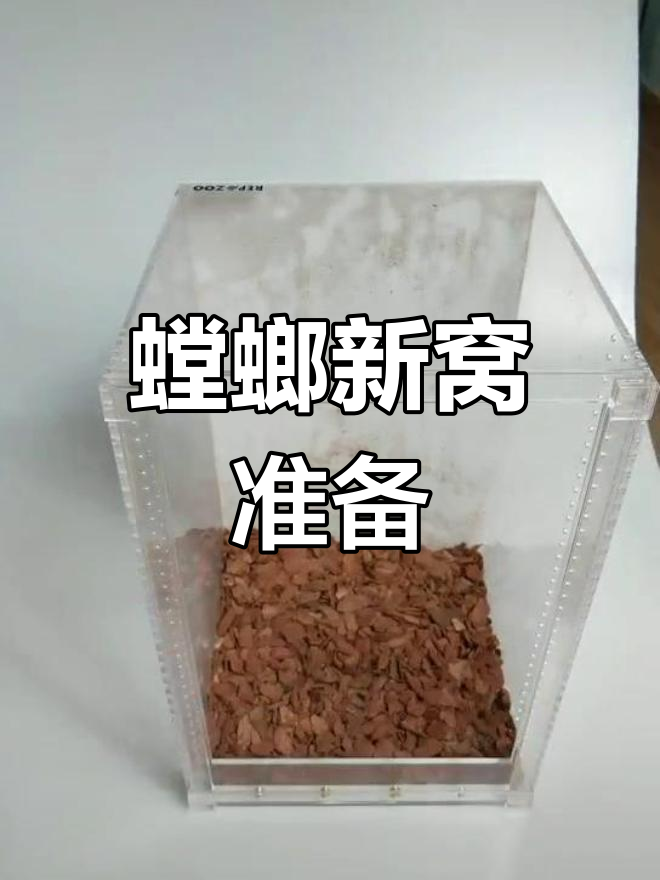 螳螂蜕皮前的窝穴改造,如何让它更舒适?