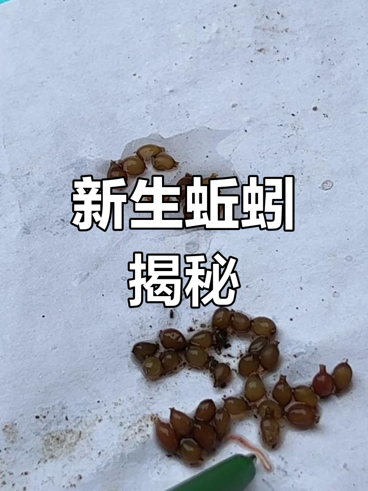 蚯蚓床中的白线虫,其实是新生的幼体,颜色各异
