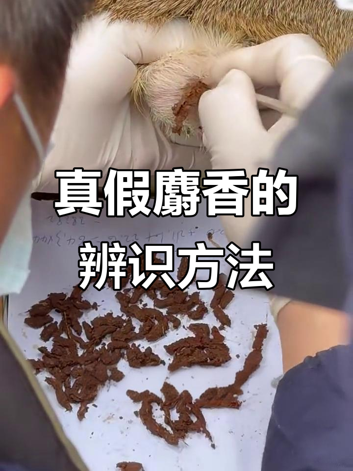 如何辨别麝香真伪?掌握这些技巧避免买到假货