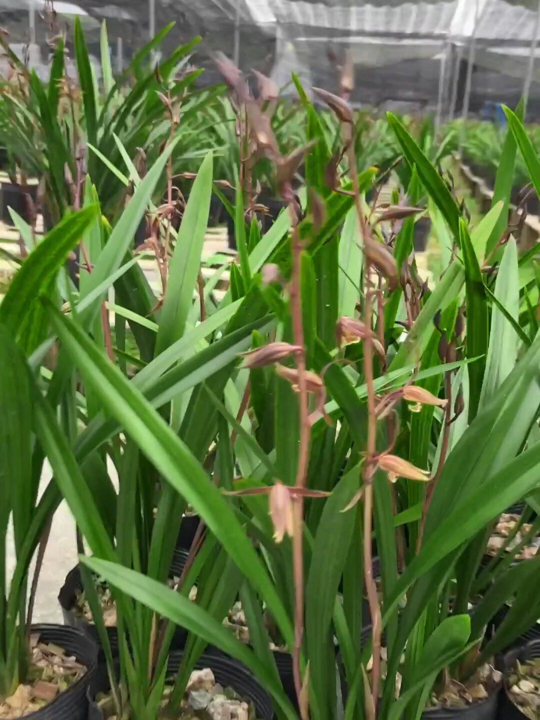 墨兰企黑开花浓香型