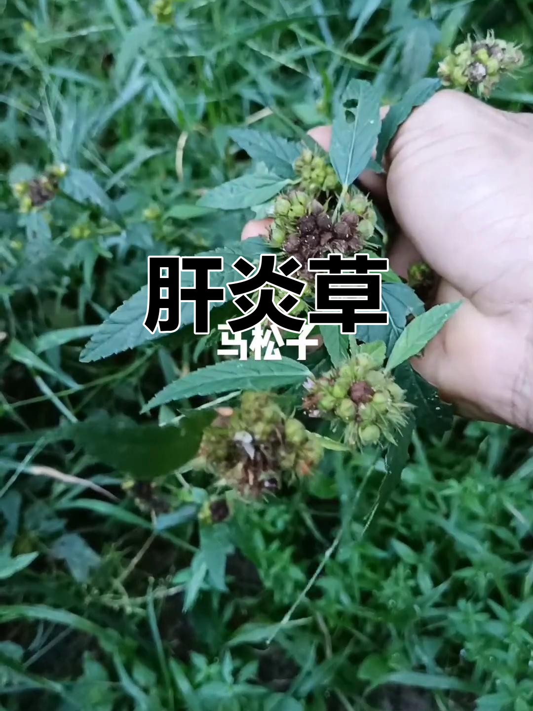 本地人称呼的肝炎草