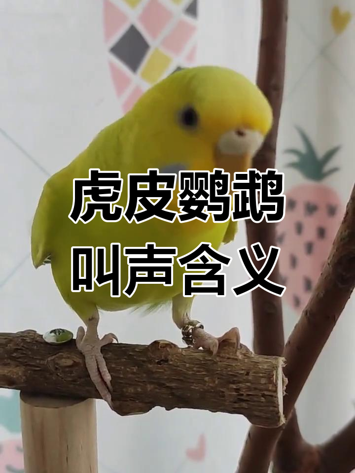 鹦鹉快乐的叫声图片