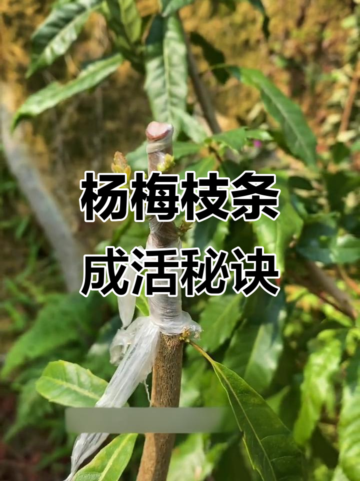 杨梅嫁接成活率高,枝条养护技巧揭秘