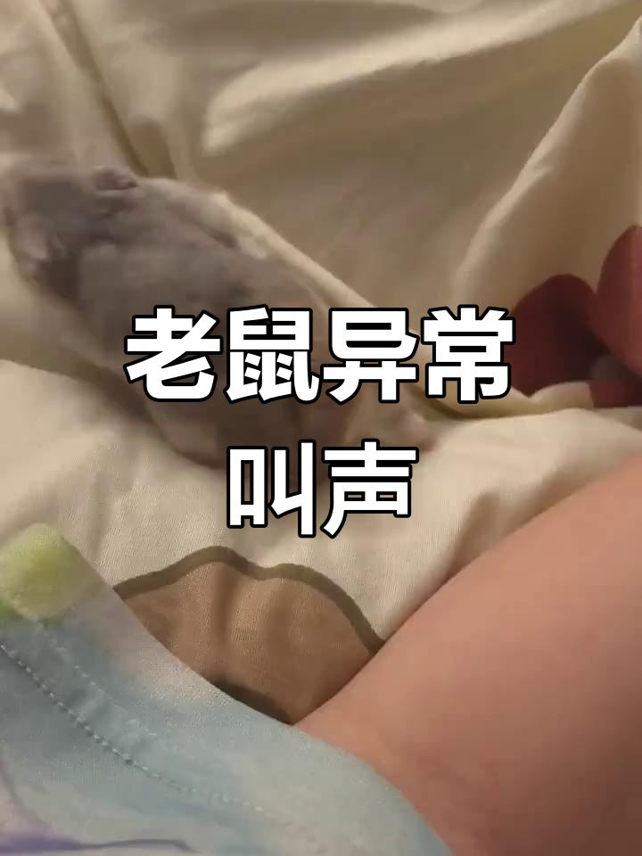 老鼠连续两天发出奇怪声音,是不是生病了?