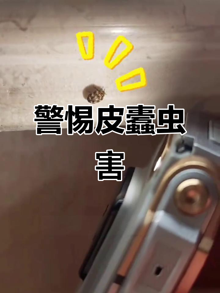 皮蠹幼虫成破坏王,家中衣物被啃食,病毒细菌传播风险高