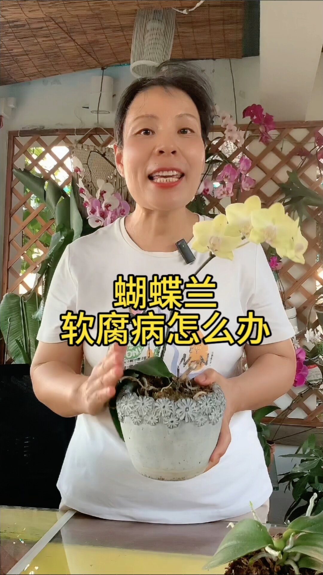 蝴蝶兰软腐病怎么办 用这种方法很快又