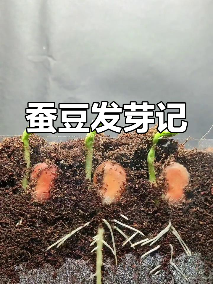 蚕豆三姐妹的成长故事:从种子到盆栽的生命奇迹