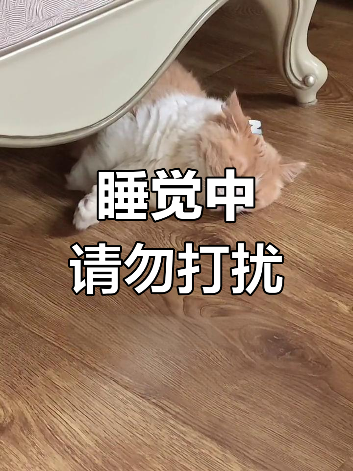 正在睡觉,除了我谁都不能打扰