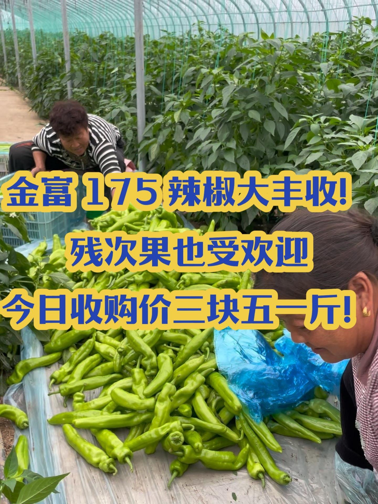 金富 175 辣椒大丰收!残次果也受欢迎!收购价三块五一斤!
