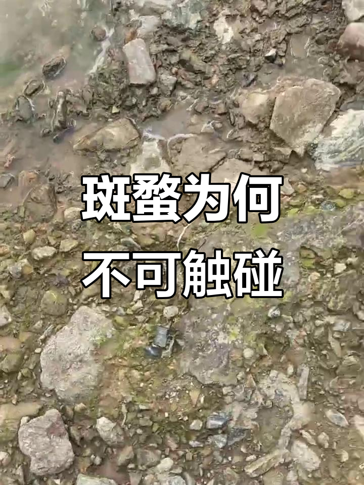 为什么斑蝥不能用手抓?了解背后的原因