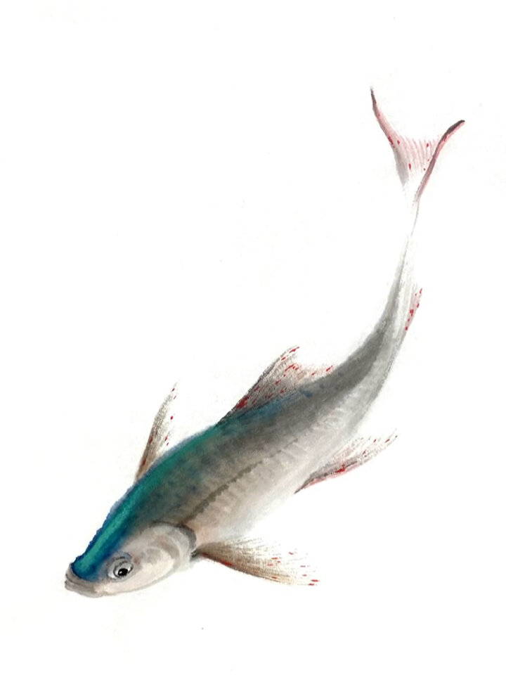 郭丙端小鱼画法示范