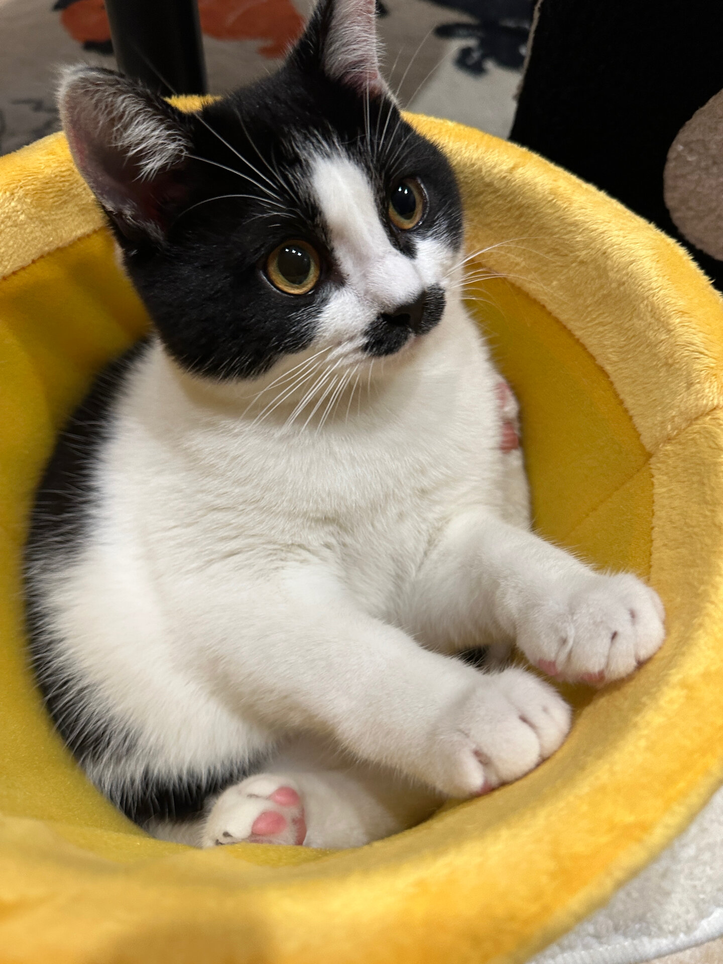 这么可爱的八嘎猫你见过吗