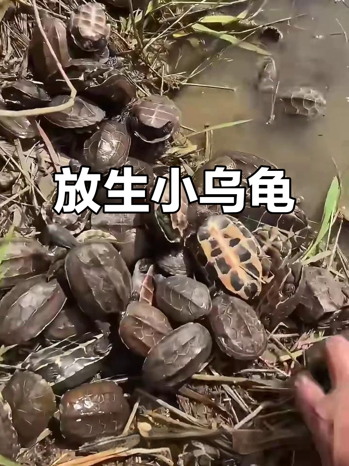 雪后放生乌龟,甲龟获新生