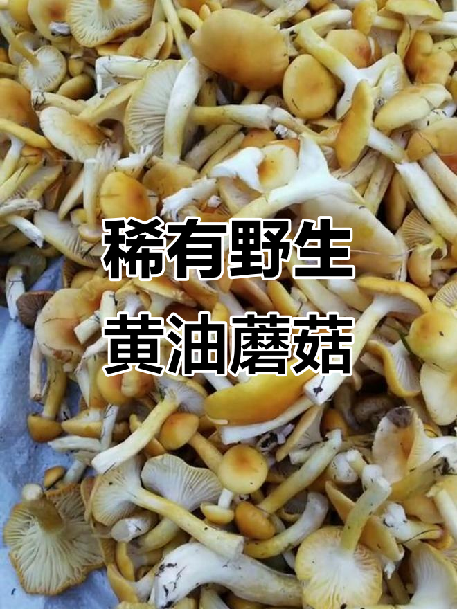 只有在枫松塔丰收时才能找到的野生黄油蘑菇,味道超正!
