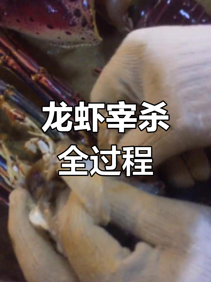 澳洲龙虾宰杀技巧大揭秘