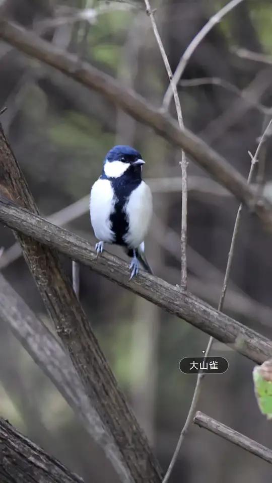 黑窜鸟叫声图片