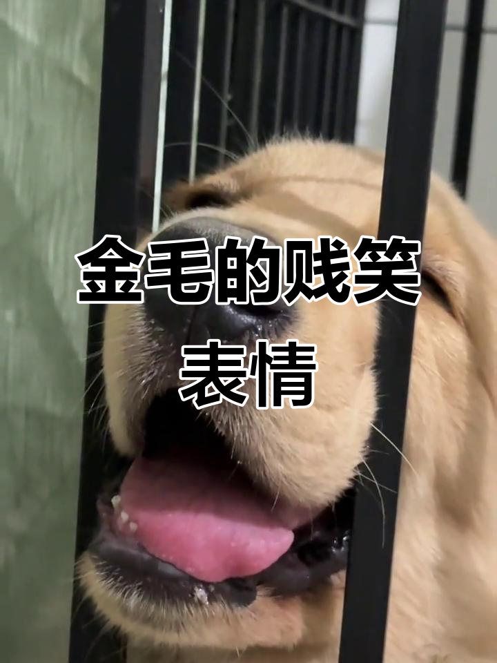 金毛露出贱笑,表情包来袭