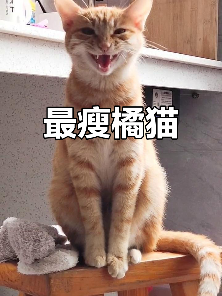 见过我家小橘子吗?全网最瘦橘猫,简直让人惊讶!