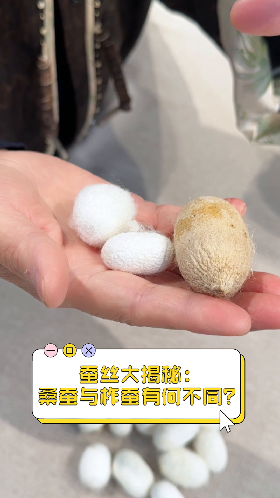 蚕丝大揭秘:桑蚕与柞蚕有何不同?