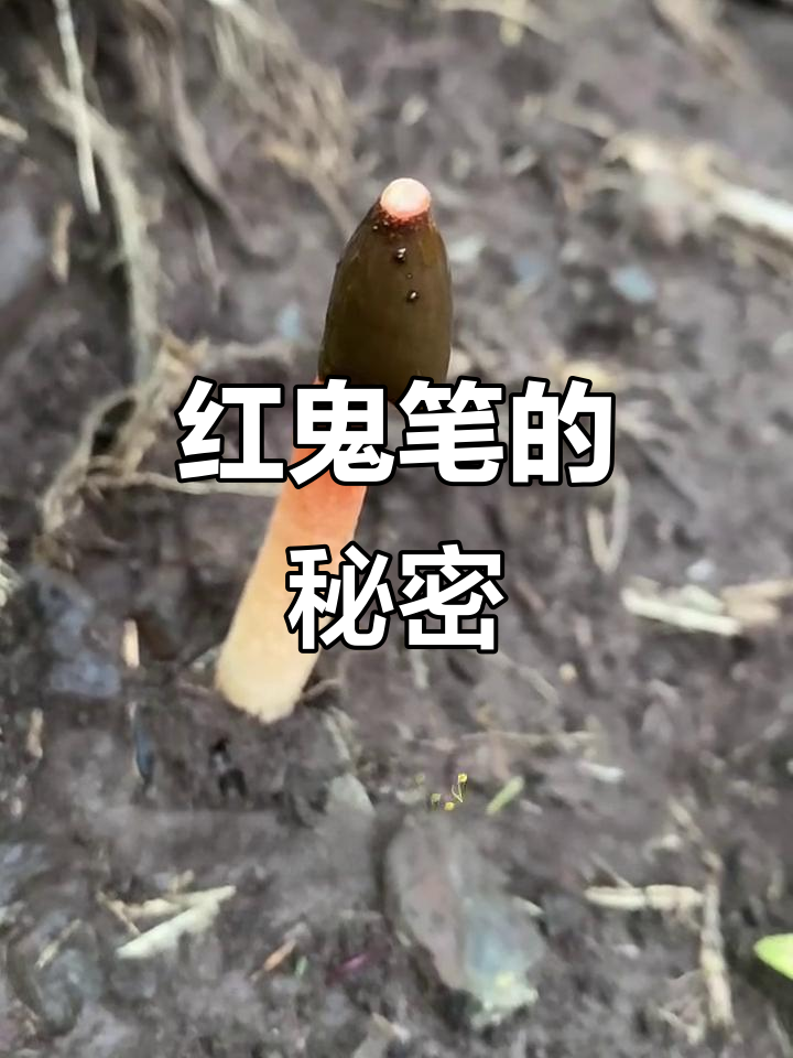 红鬼笔与蛇头菌:恶臭粘液引虫传孢,有毒无毒争议大
