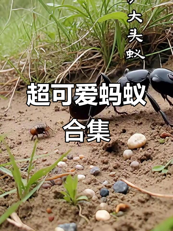 蚂蚁资源合集_蚂蚁资源 720p 下载 蚂蚁资源合集_蚂蚁资源 720p 下载（蚂蚁资源搜索引擎） 磁力资讯